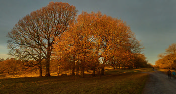 Harwick estate winter sunset.jpg